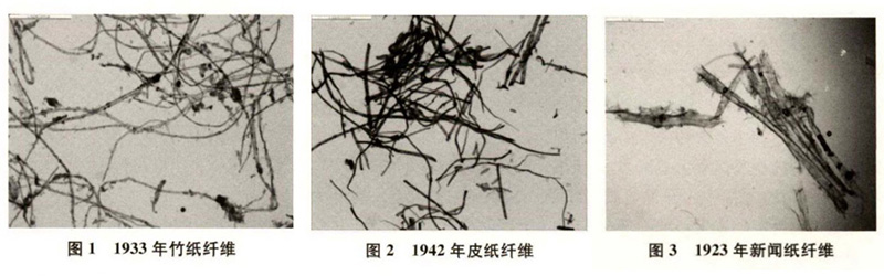 竹紙、皮紙、新聞紙纖維圖譜